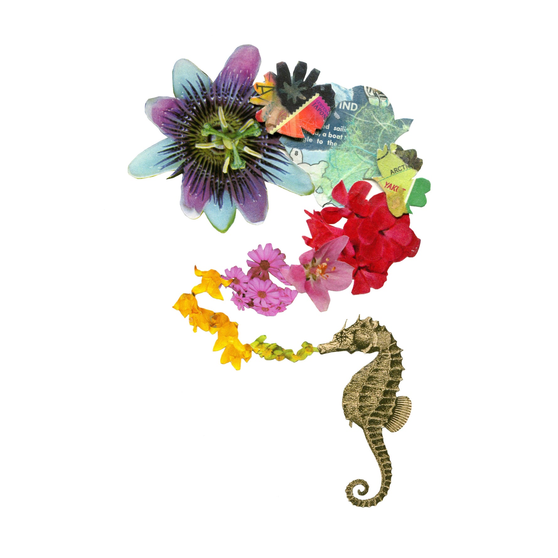Seahorse Card Set